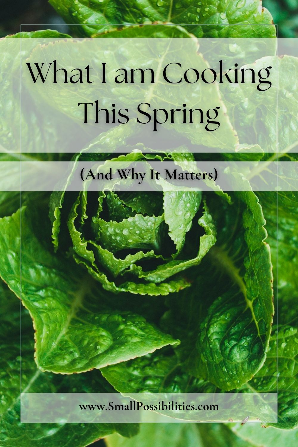 Close-up photo of dewy spring greens with text overlay reading “What I Am Cooking This Spring (And Why It Matters)”. A slow living blog post about seasonal ingredients, simple meals, and how mindful cooking can bring grounding and clarity during seasonal shifts.